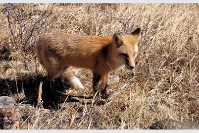 33095 Bergen Mountain Road, Evergreen, CO 80439 - Photo 47