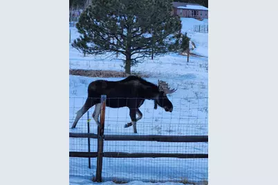 499 Clark Road, Bailey, CO 80421 - Photo 25