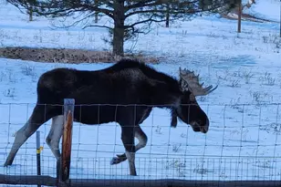 499 Clark Rd, Bailey, CO 80421 - Photo 25