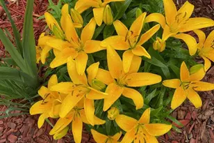 6810 Simms Ct, Arvada, CO 80004 - Photo 41