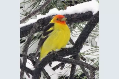 13892 Douglas Ranch Drive, Pine, CO 80470 - Photo 5