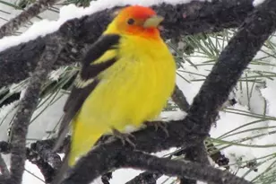 13892 Douglas Ranch Dr, Pine, CO 80470 - Photo 5