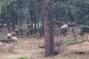 13892 Douglas Ranch Dr, Pine, CO 80470 - Photo 47