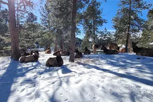 27901 Pine Dr, Evergreen, CO 80439 - Photo 31