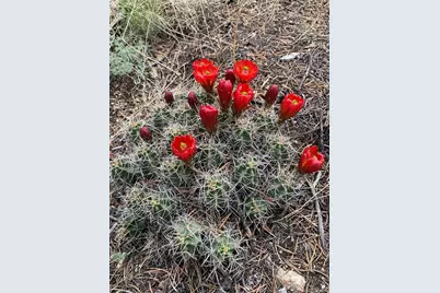 28750 County Road 304, Buena Vista, CO 81211 - Photo 11