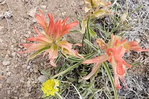 000 Lipan Rd, Hartsel, CO 80449 - Photo 23