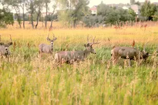 16011 W 56th Pl, Golden, CO 80403 - Photo 27