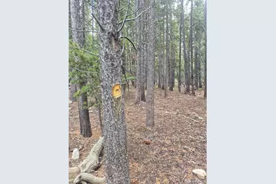 1900 County Road 128J, Nederland, CO 80466 - Photo 11