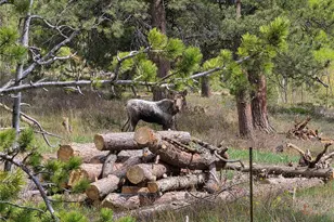 26 Howe Ct, Black Hawk, CO 80422 - Photo 3