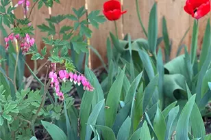 9221 Pierce St, Broomfield, CO 80021 - Photo 43