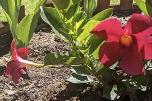 2430 S Fundy Cir, Aurora, CO 80013 - Photo 33