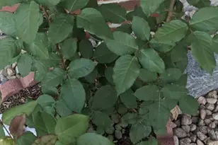 2430 S Fundy Cir, Aurora, CO 80013 - Photo 35