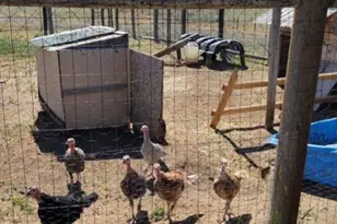 5910 McCart Ranch Cir, Elizabeth, CO 80107 - Photo 35