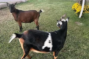 5948 King Ct, Parker, CO 80134 - Photo 43