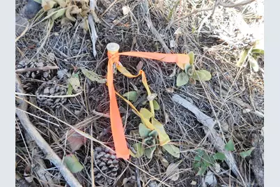 13886 Boulder Lane, Larkspur, CO 80118 - Photo 45