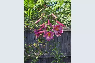 7366 W 75th Avenue, Arvada, CO 80003 - Photo 43