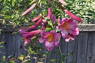 7366 W 75th Ave, Arvada, CO 80003 - Photo 43