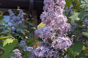 7366 W 75th Ave, Arvada, CO 80003 - Photo 39