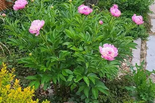 6718 Thistle Ridge Ave, Firestone, CO 80504 - Photo 41