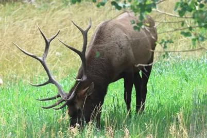 26273 Richmond Hill Road, Conifer, CO 80443 - Photo 47