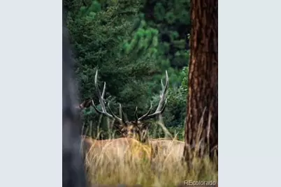 26273 Richmond Hill Road, Conifer, CO 80443 - Photo 23