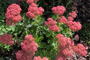 2332 N Glencoe St, Denver, CO 80207 - Photo 29