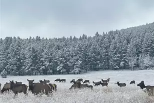 32217 Buffalo Park Rd, Evergreen, CO 80439 - Photo 43