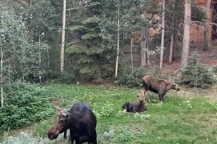 220 Timber Rd, Black Hawk, CO 80422 - Photo 39