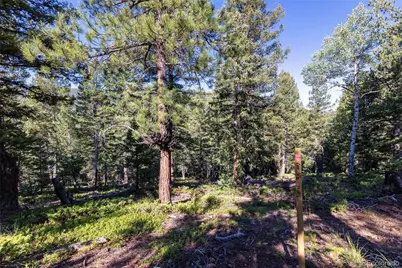 31334 Forest Shadow Trail, Conifer, CO 80433 - Photo 11