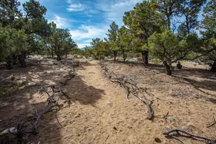 33071 Co Rd 371, Buena Vista, CO 81211 - Photo 13