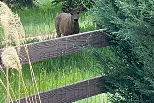 [Address not provided], Colorado Springs, CO - Photo 37