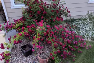 12216 S Great Plain Way, Parker, CO 80134 - Photo 7