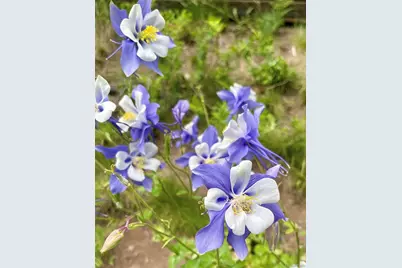 6941 Fargo Trail, Littleton, CO 80125 - Photo 39