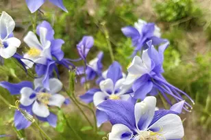 6941 Fargo Trail, Littleton, CO 80125 - Photo 39