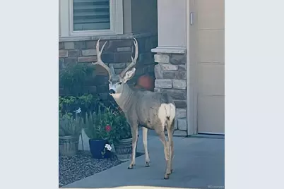 6941 Fargo Trail, Littleton, CO 80125 - Photo 41