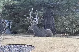 7387 Norfolk Pl, Castle Pines, CO 80108 - Photo 29