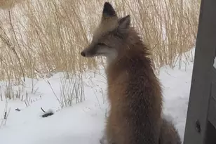 23846 Genesee Village Rd, Golden, CO 80401 - Photo 43