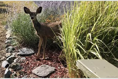 23846 Genesee Village Road, Golden, CO 80401 - Photo 47