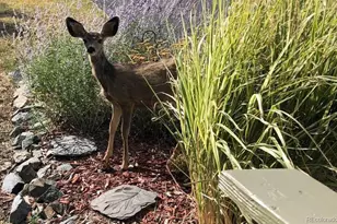 23846 Genesee Village Rd, Golden, CO 80401 - Photo 45