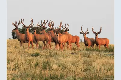 4 Flowerburst Way, Highlands Ranch, CO 80126 - Photo 47