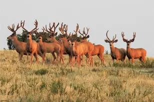 4 Flowerburst Way, Highlands Ranch, CO 80126 - Photo 47