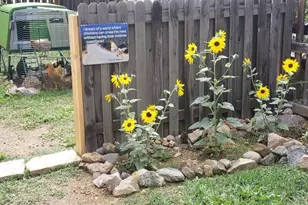 1418 Rose St, Georgetown, CO 80444 - Photo 21