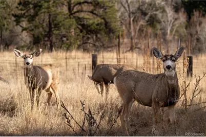 436 Fox Farm Road, Larkspur, CO 80118 - Photo 49