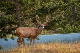 13082 S Wamblee Valley Rd, Conifer, CO 80433 - Photo 47