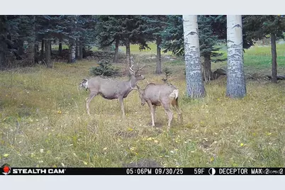 000 Snyder Mountain Road, Evergreen, CO 80439 - Photo 45