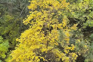 701 Harlan St, Lakewood, CO 80214 - Photo 39