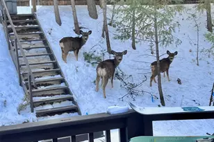 638 Impala Trail, Bailey, CO 80421 - Photo 49