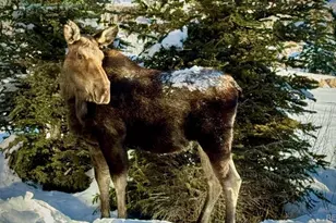 328 Raven Golf Ln, Silverthorne, CO 80498 - Photo 27