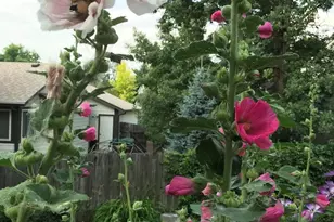 231 Hoover Ave, Louisville, CO 80027 - Photo 37