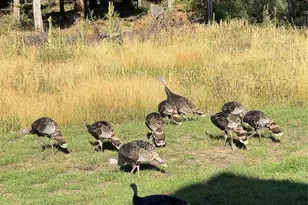 234 Bremer Rd, Howard, CO 81233 - Photo 47